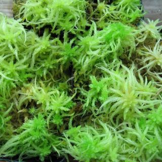 SPHAGNUM MOSS GIANT AFRICAN LAND SNAILS & REPTILES 200g