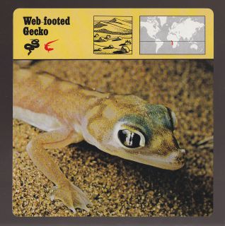   GECKO Lizard Geico 1975 1980 SAFARI ANIMAL FACT PHOTO CARD 71 07