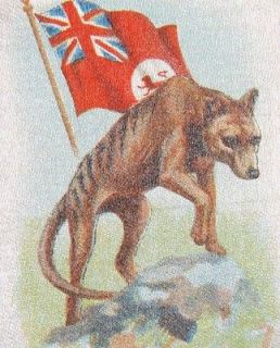 Vintage tobacco cigarette silk   animals with flags #22 Tasmanian wolf 