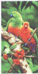 Parrot Exotic bird beach towel Bath Wholesale lot of 6