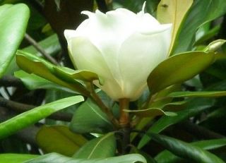 20 Magnolia denudata MAGNOLIA TREE SEEDS Yulan