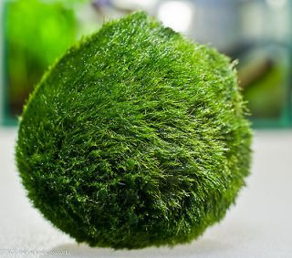 Newly listed Moss Ball x5 live aquarium plant decoration package flame 