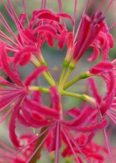 spider lily bulbs in Flower Bulbs, Roots & Corms