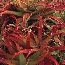 Exotic Aloe Cameronii succulent seeds~Red South African Aloe seeds