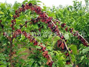 Japan Fuji red fruit Mulberry baby tree GROW YOUR OWN PLANT