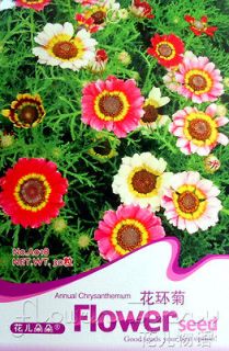   SHIPPING 30 Chrysanthemum Seed Popular Annual Colorful Flower Seeds