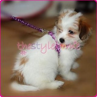 pc Purple Small Dog Chihuahua Puppy Pet Leash Lead Harness