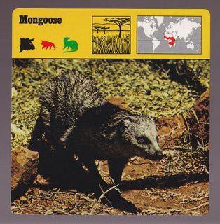   Africa Mammal 1975 1980 SAFARI ANIMAL FACT PHOTO CARD English 14 329