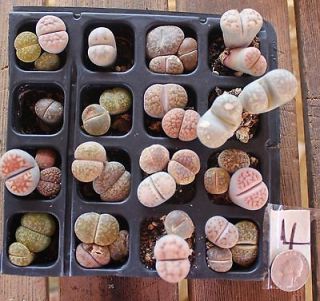 36 Misc. LITHOPS specimens LIVING STONES pebble plant