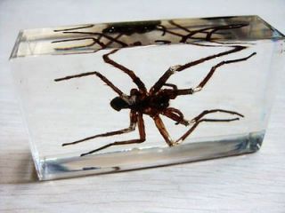 Chinese big spider in Clear Block Paperweight Oddities Desk 7.2*4*2