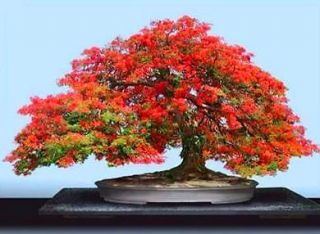 DELONIX REGIA Flame of the forest tree   Bonsai 5 Seeds