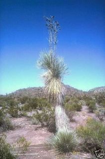 Yucca rostrata BLUE BEAKED YUCCA Hardy Exotic SEEDS