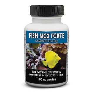 500mg Fish Mox Forte Amoxicillin antibiotic aquarium pseudomonas 