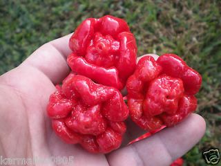 10+ Trinidad Scorpion MORUGA Pepper seeds **Worlds Hottest Pepper**