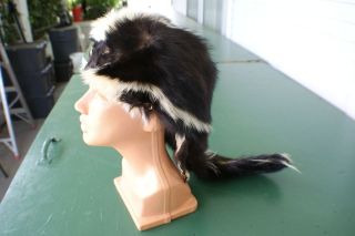 Nice skunk hat cap w/red lining all 4 feet n claws attached rendezvous 