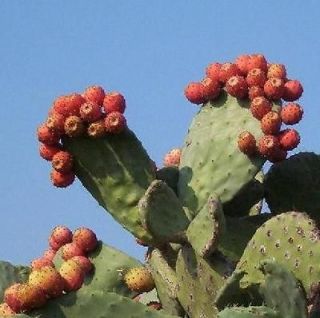   FRUIT nopalina nopalea exotic edible cactus sweet juice seed 20 SEEDS