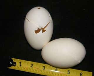   OUT VINTAGE 3 1/2 EXTRA LARGE GOOSE DUCK EGGS SHELL FOR CRAFT DISPLAY
