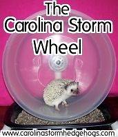   suppliesCarolina Storm Wheel, hedgehog wheel, hedgehog exercise wheel