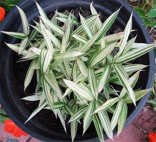 Dwarf Whitestripe Bamboo   Pleiblastis fortuni   Grow Indoors/Out   4 