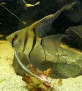   ~ SUPER VEIL LACE Fin Zebra Angelfish freshwater RED EYES 3 mos fish