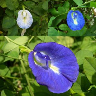 clitoria in Flowers, Trees & Plants