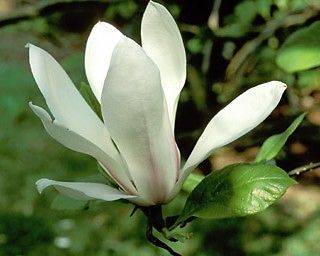 Magnolia x soulangeana flowering shrub or small tree 5 seeds
