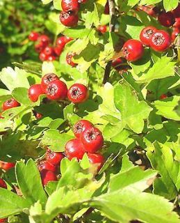 hawthorn seeds in Flowers, Trees & Plants