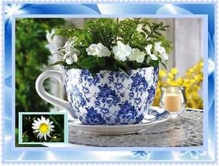 Large Tea Cup & Saucer Porcelain Garden Planter Flower Pot FREE SEEDS
