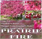   Fire Crab Apple Malus prairifire Tree Seeds EXCELLENT BONSAI SPECI