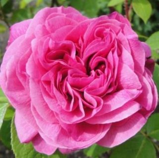 DAVID AUSTIN ROSES   Gertrude Jekyll   English Rose Bush Plants 