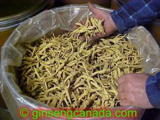 Ontario Ginseng Root from Ginseng Canada   Direct from the Grower to 