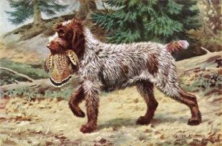 wirehaired pointing griffon in Animals
