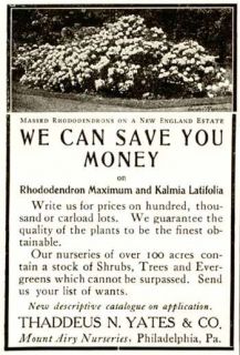 1906 Thaddeus Yates Advertisement for Rhododendrons, Mountain Laurel 