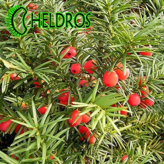   English Yew seeds, Evergreen great for Bonsai Hedge (Topiary) rare