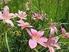 12 Pink Rain Lily Bulbs ~Amaryllis Zephyranthus Bulbs