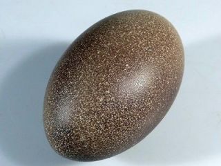 australian emu egg blown rare brown color from australia returns