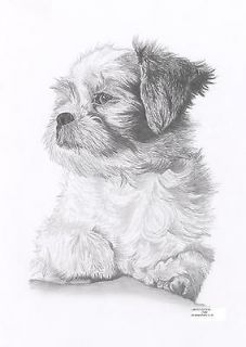 SHIH TZU (2) dog art pencil drawing picture Limited Edition print