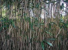   Japonica Japanese Arrow Bamboo Plant Live Rhizomes 