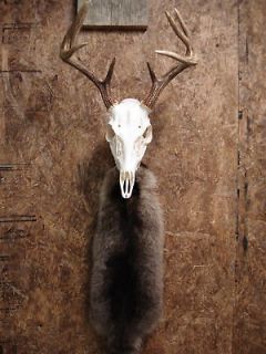 deer skull in Deer