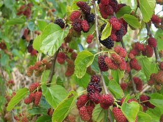 mulberry tree in Trees