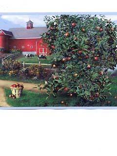 LOT of 3 rolls apple tree farm barn country wallpaper border 45 total 