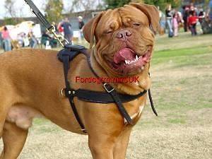 Tracking Walking Dog Harness H5 for Dogue de Bordeaux