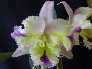 Blc. Mystic Lady Lime Morning’ Cattleya Alliance Orchid Plant 
