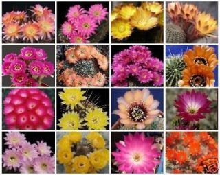 Lobivia variety MIX @J@ cacti rare cactus seed 50 SEEDS