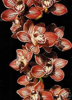 cymbidium orchids in Orchids