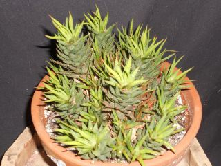 Haworthia hybrid species succulent plant
