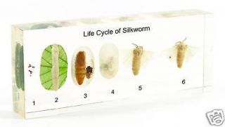 Life Cycle of Silk Moth Specimen