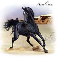 ARABIAN HORSE GIFT T SHIRT SPORTS HORSES HOBBIES LD