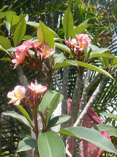 tropical plants in Yard, Garden & Outdoor Living