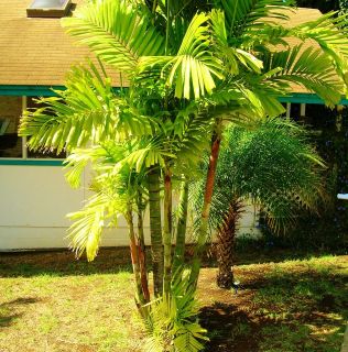 Macarthur Palm   PTYCHOSPERMA MACARTHURII   6 Seeds Exotic Palm Tree
